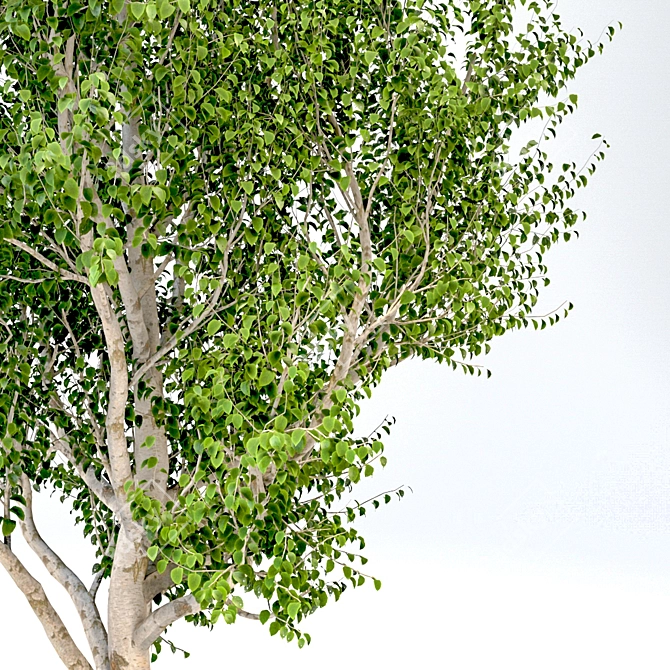 Elegant Silver Birch Tree: 13.5m Height 3D model image 4