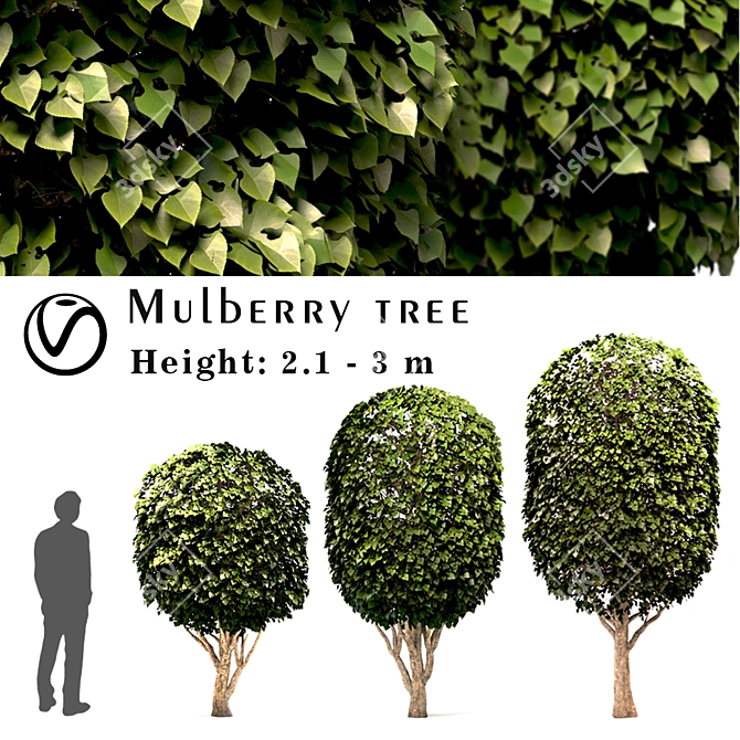 Moroccan Mulberry Tree Set 3D model image 1