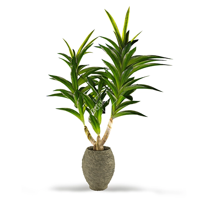 Tropical Dracaena: Healthy Houseplant 3D model image 1