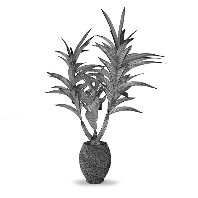 Tropical Dracaena: Healthy Houseplant 3D model image 2