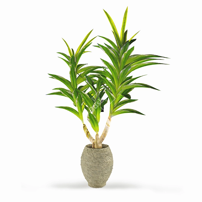 Tropical Dracaena: Healthy Houseplant 3D model image 3