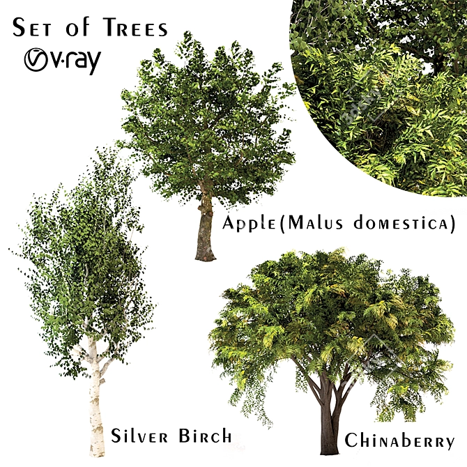 Variety Tree Set: Chinaberry, Silver Birch, Apple 3D model image 1