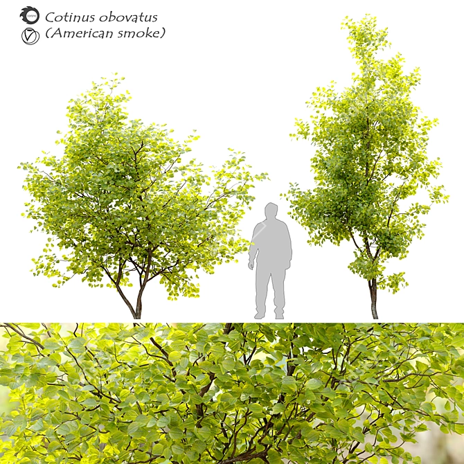 Rare American Smoke Tree - Cotinus Obovatus 3D model image 1