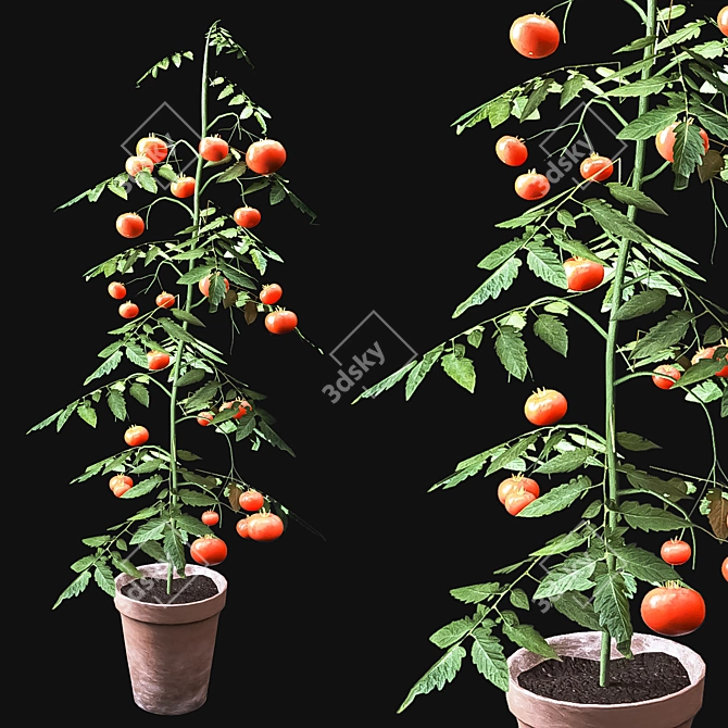 Vibrant Tomato Plant with Beautiful Vase 3D model image 1