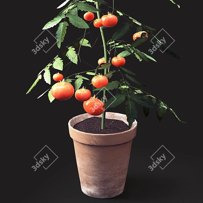 Vibrant Tomato Plant with Beautiful Vase 3D model image 2