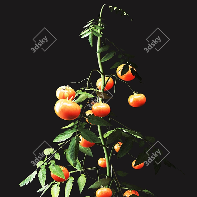 Vibrant Tomato Plant with Beautiful Vase 3D model image 3