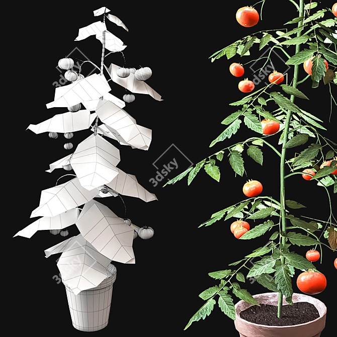 Vibrant Tomato Plant with Beautiful Vase 3D model image 4