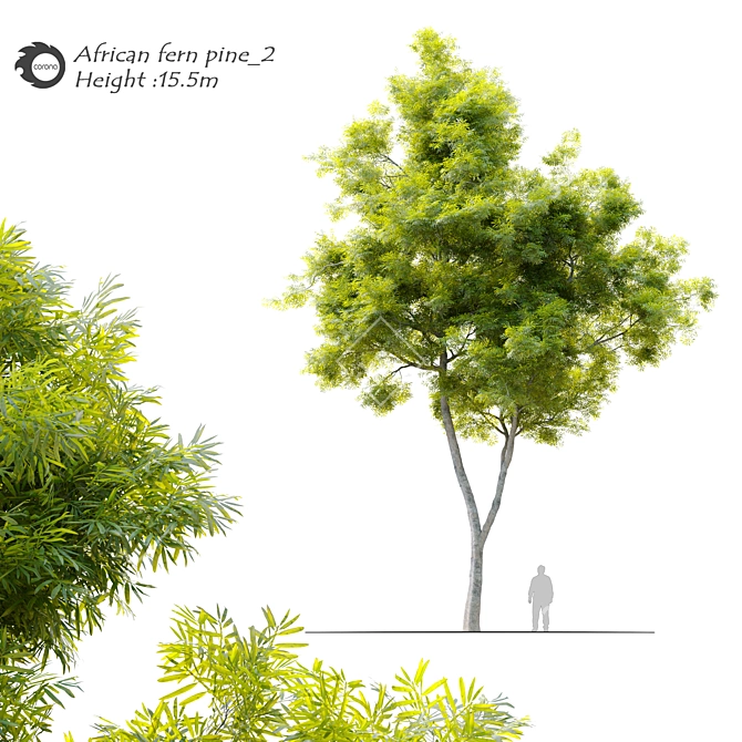 Tall African Fern Pine: Stunning and Detailed 3D model image 1