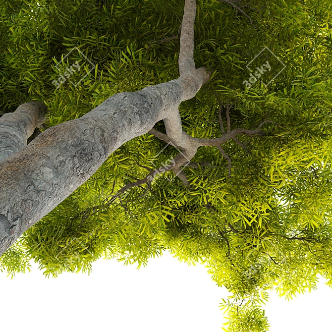 Tall African Fern Pine: Stunning and Detailed 3D model image 3
