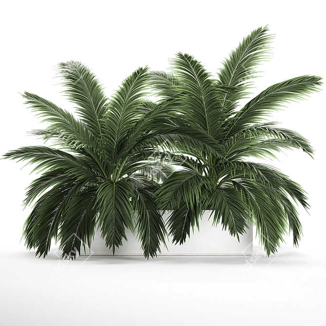 Tropical Plant Collection: Exotic Palms & Botanical Beauties 3D model image 4