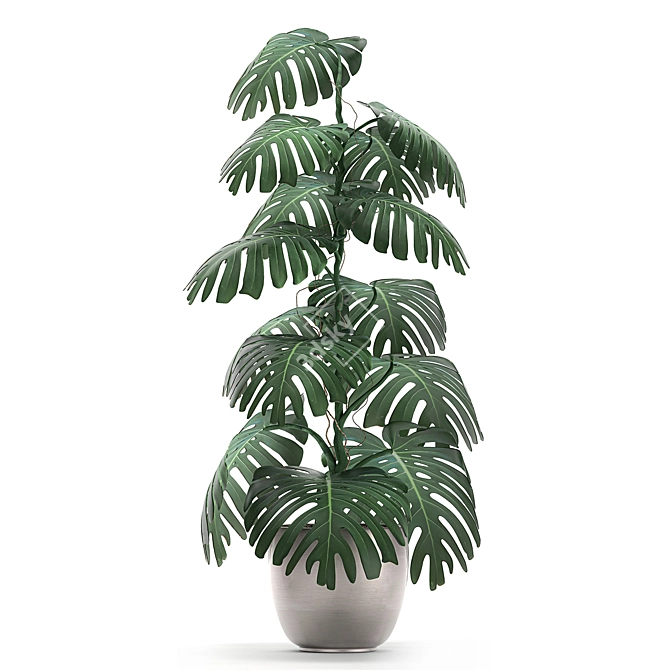 Exotic Monstera: Perfect for Indoors & Outdoors 3D model image 3