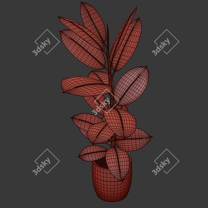 Variegated Rubber Plant: Indoor Beauty 3D model image 2