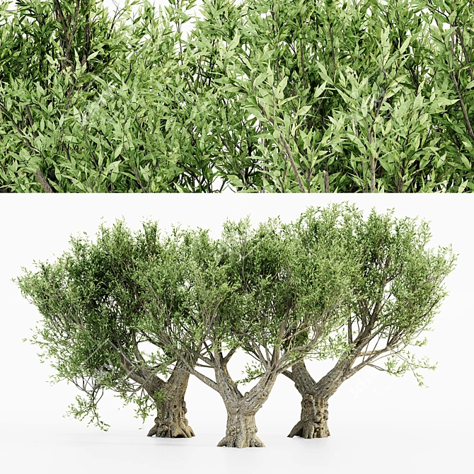 Exotic African Olive Tree Collection 3D model image 1