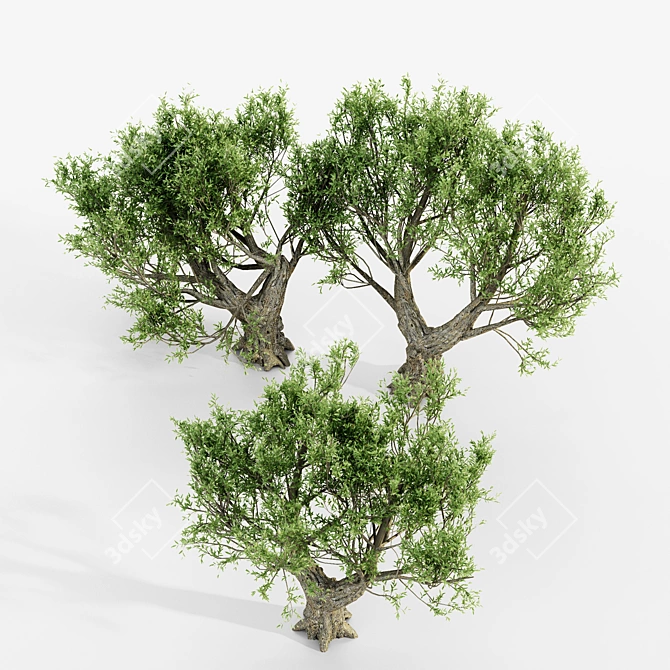 Exotic African Olive Tree Collection 3D model image 4