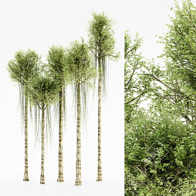 Exquisite Agarwood Tree Collection 3D model image 1