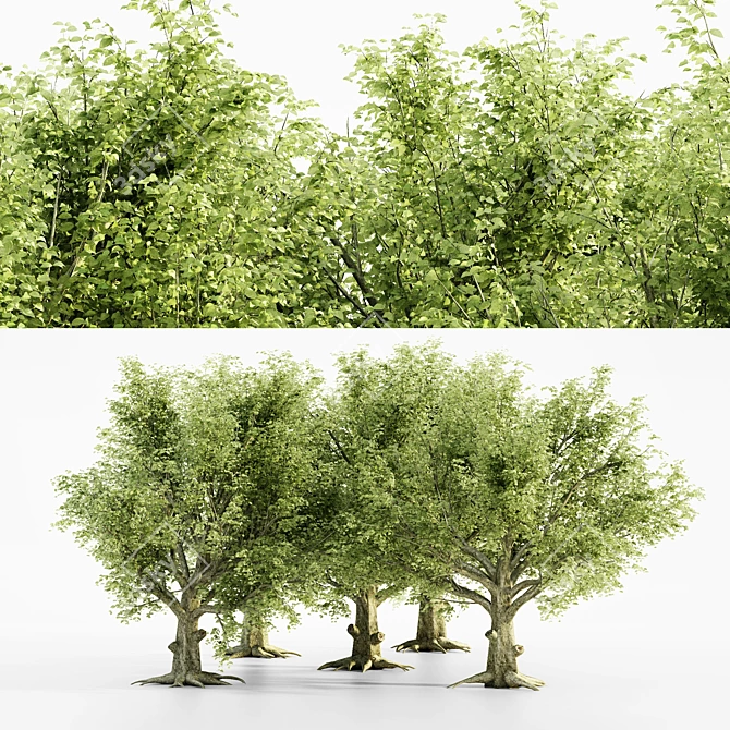  Majestic American Beech Tree Collection 3D model image 1