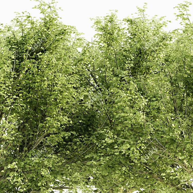  Majestic American Beech Tree Collection 3D model image 2