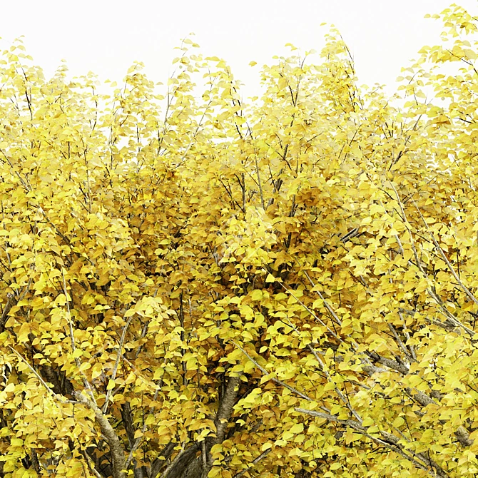 Autumn Glory Beech Tree Set 3D model image 2