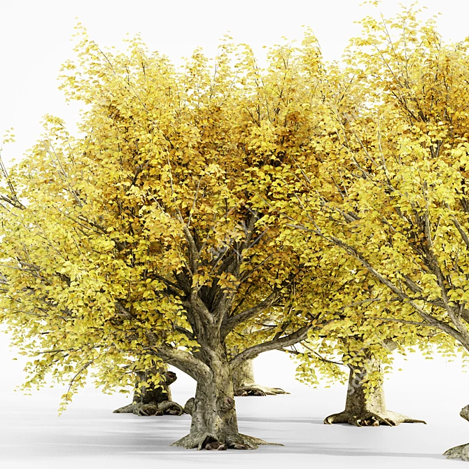 Autumn Glory Beech Tree Set 3D model image 3