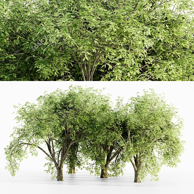  Majestic American Elm Tree Collection 3D model image 1