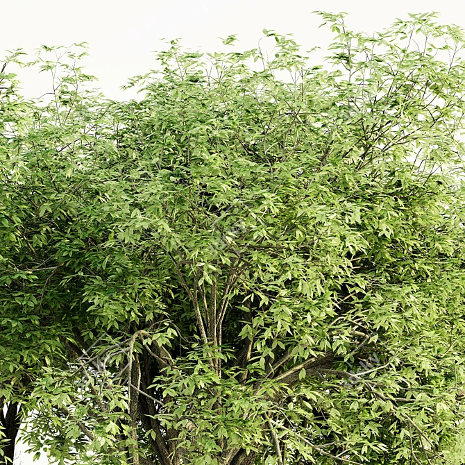  Majestic American Elm Tree Collection 3D model image 2