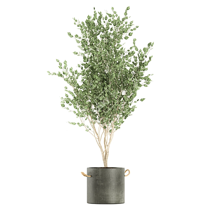 Exotic Indoor & Outdoor Tree Collection 3D model image 4