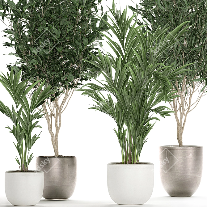 Tropical Plant Collection: Ficus, Howea, & Palm 3D model image 2