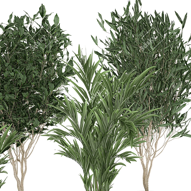 Tropical Plant Collection: Ficus, Howea, & Palm 3D model image 3