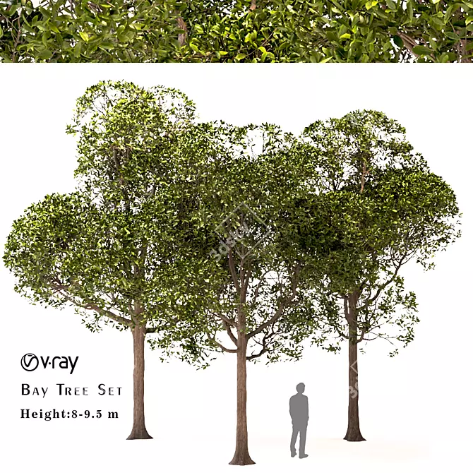 Laurus Nobilis: Round Bay Trees Set 3D model image 1