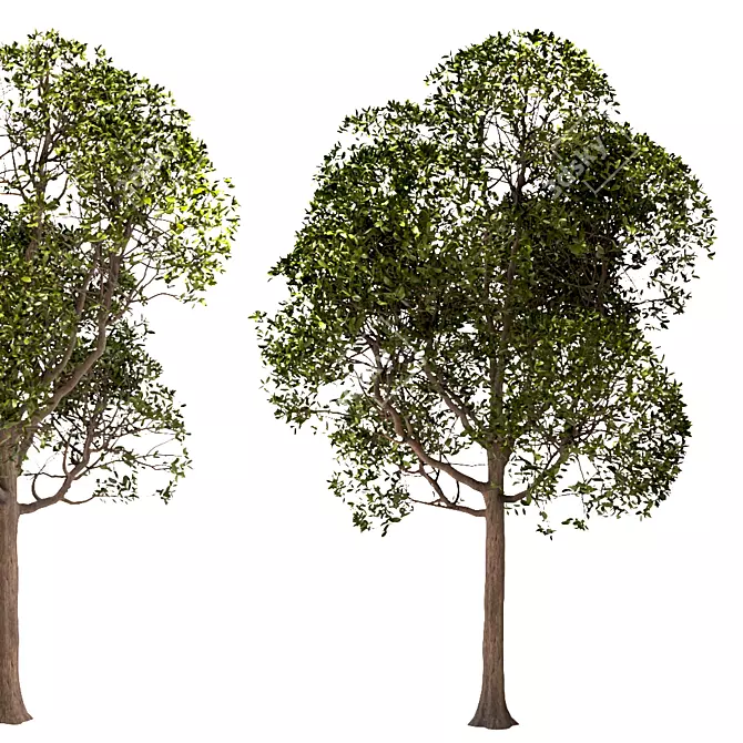 Laurus Nobilis: Round Bay Trees Set 3D model image 5