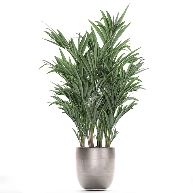 Exotic Plant Collection: Howea, Kentia & More 3D model image 2