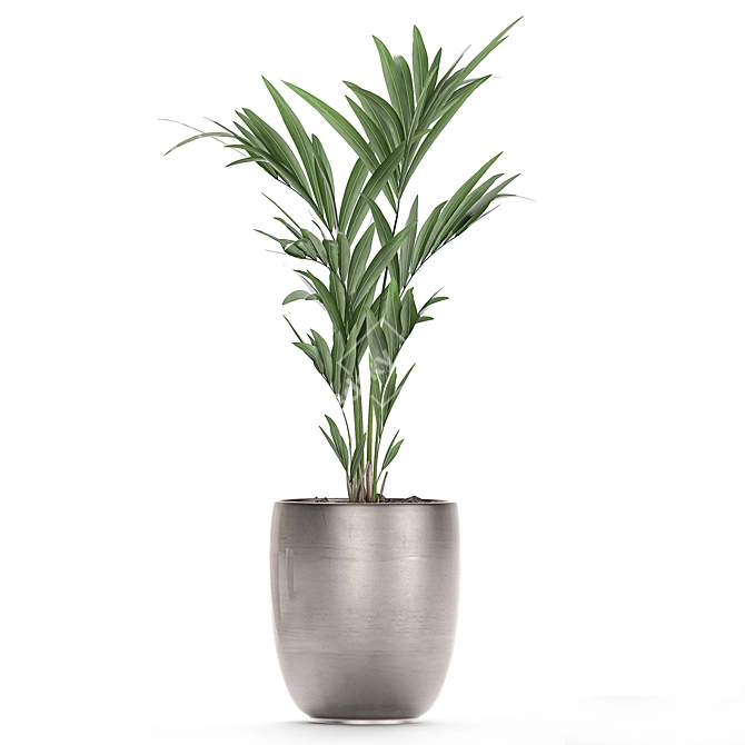 Exotic Plant Collection: Howea, Kentia & More 3D model image 3