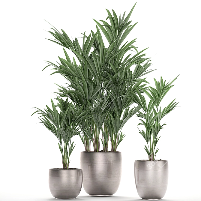 Exotic Plant Collection: Howea, Kentia & More 3D model image 4