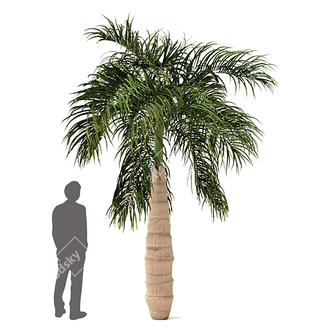 Variety of Tree Set: China Palm, Chinaberry, Round Bay, Bottle Palm 3D model image 5