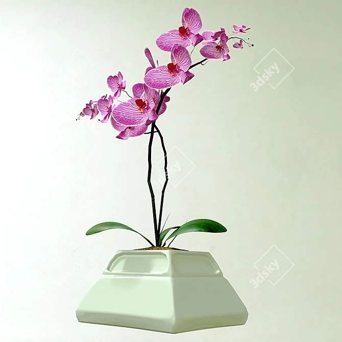 Elegant Orchid in Stylish Pot 3D model image 1