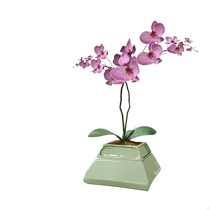 Elegant Orchid in Stylish Pot 3D model image 2
