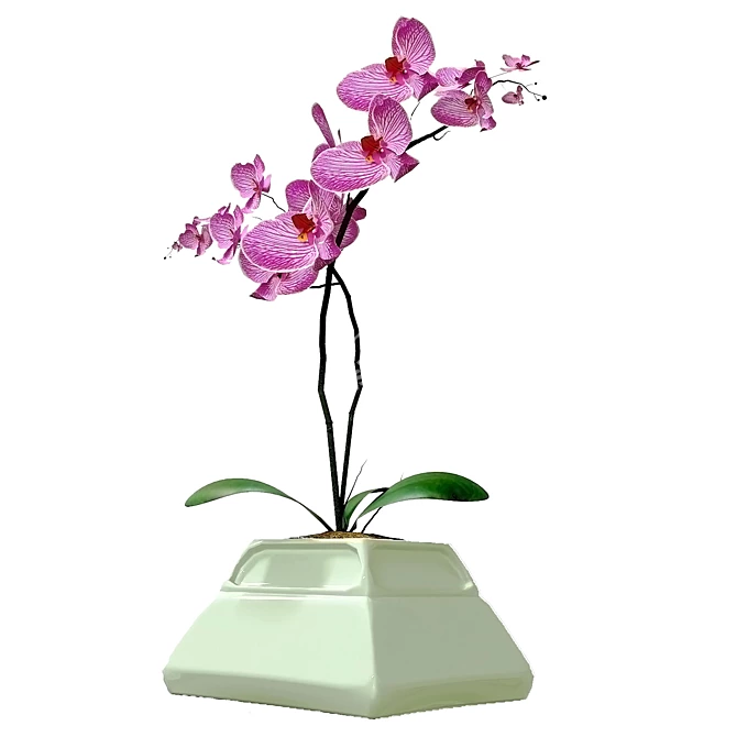 Elegant Orchid in Stylish Pot 3D model image 3