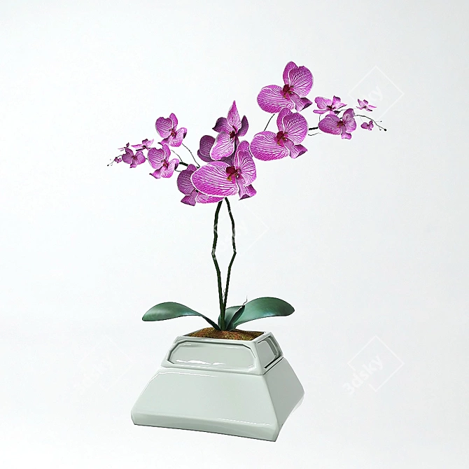 Elegant Orchid in Stylish Pot 3D model image 4