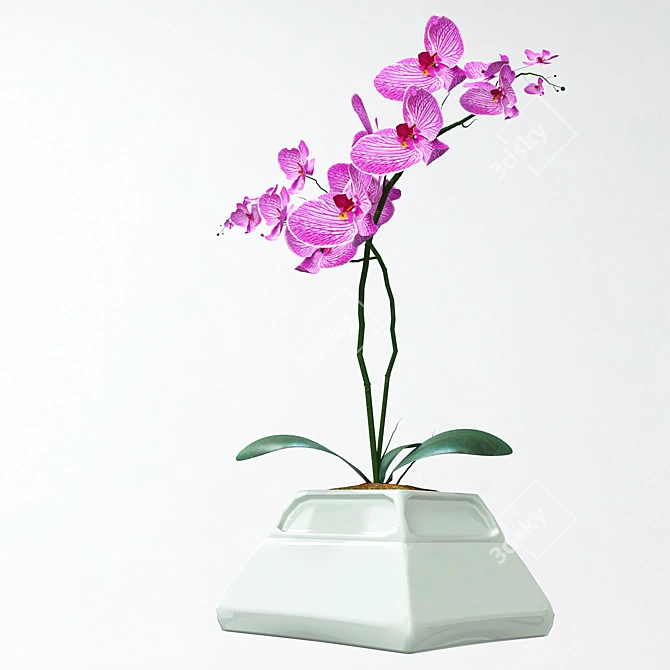 Elegant Orchid in Stylish Pot 3D model image 5