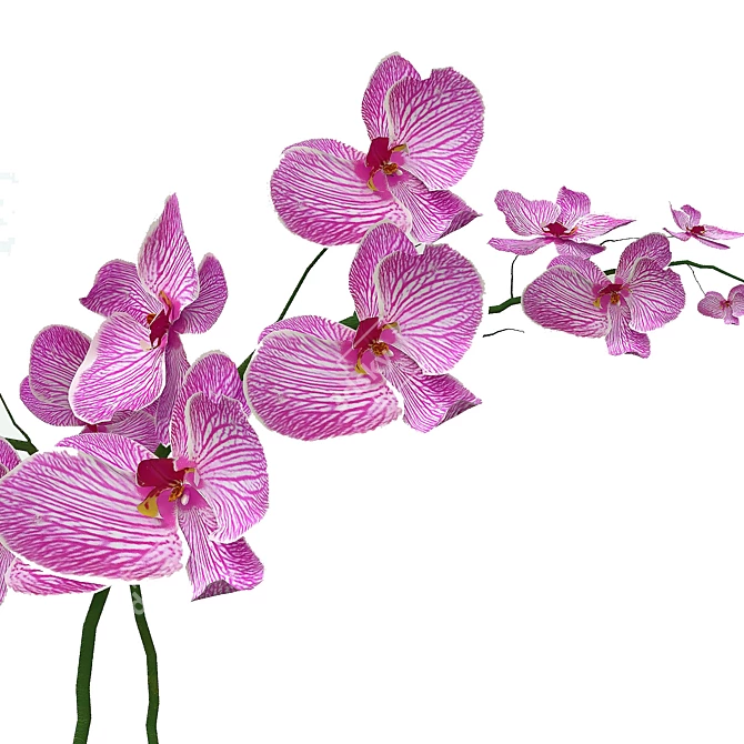 Elegant Orchid in Stylish Pot 3D model image 6
