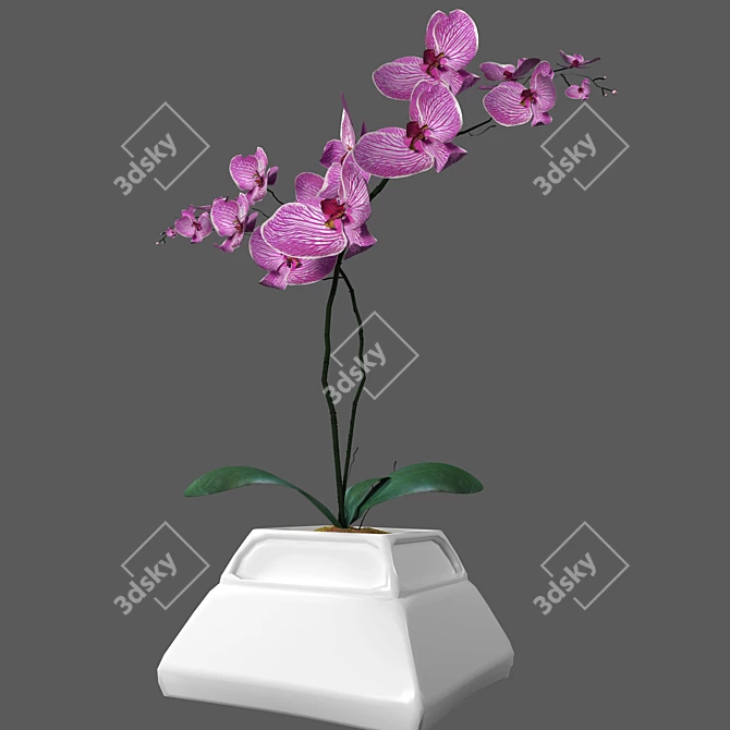 Elegant Orchid in Stylish Pot 3D model image 11