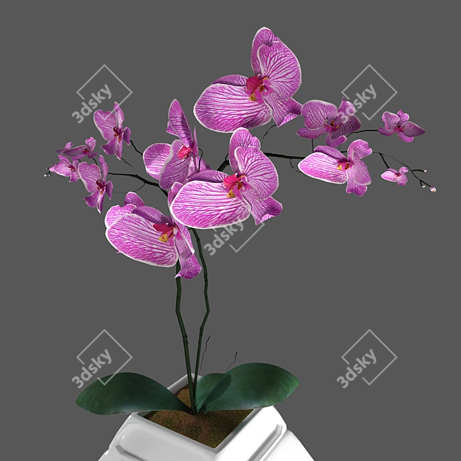 Elegant Orchid in Stylish Pot 3D model image 12