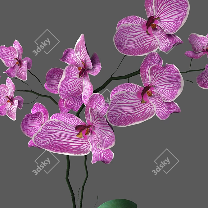 Elegant Orchid in Stylish Pot 3D model image 13