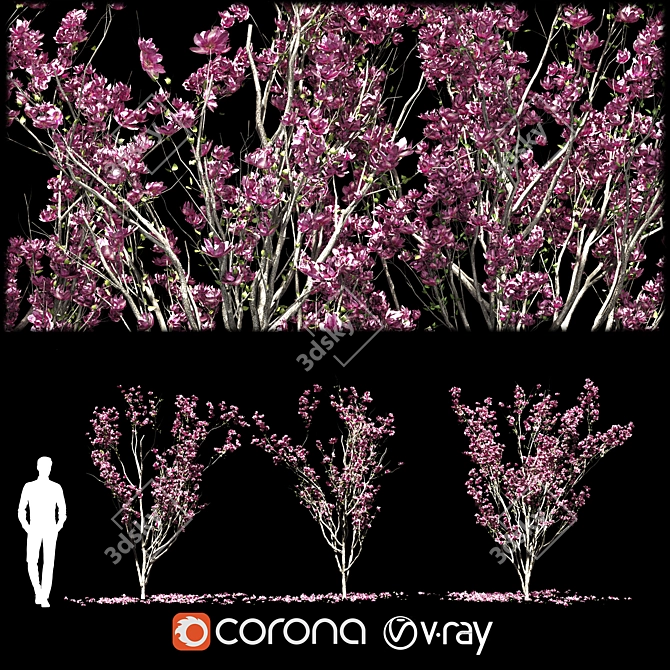 Magnolia Tree 3D Models & Materials 3D model image 1