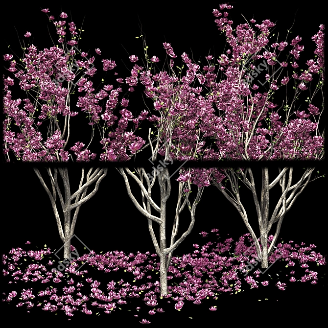 Magnolia Tree 3D Models & Materials 3D model image 6