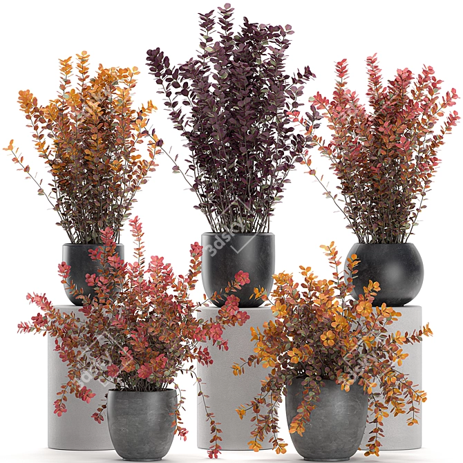 Exotic Berberis thunbergii: Decorative Bush Collection 3D model image 1