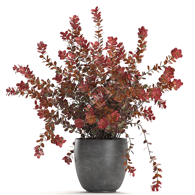 Exotic Berberis thunbergii: Decorative Bush Collection 3D model image 3