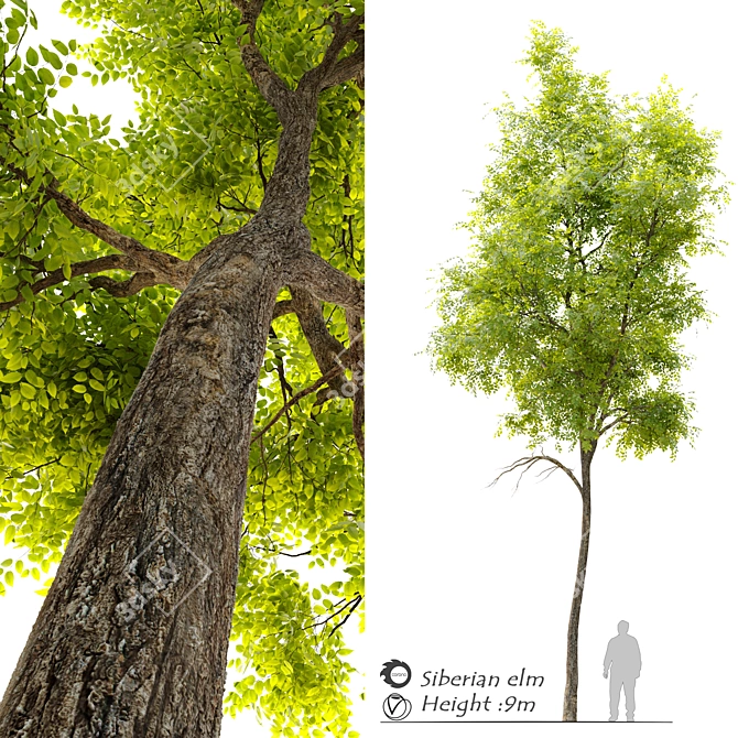 Siberian Elm Tree - 9m Height 3D model image 1
