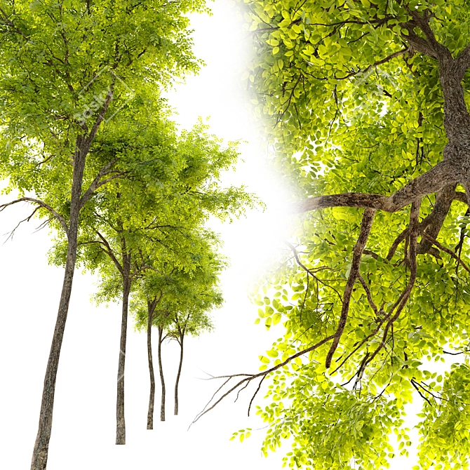 Siberian Elm Tree - 9m Height 3D model image 2
