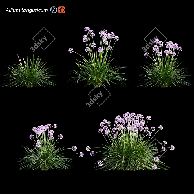 3D Plant Model Collection - Allium tanguticum 3D model image 1